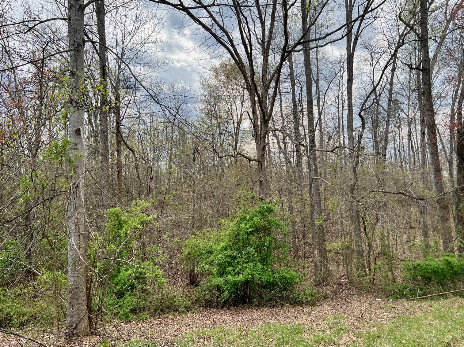 Image for 10.43 +/- Aces w/Large Barn & Well in Greene County, VA--SELLING to the HIGHEST BIDDER via ONLINE ONLY BIDDING!!