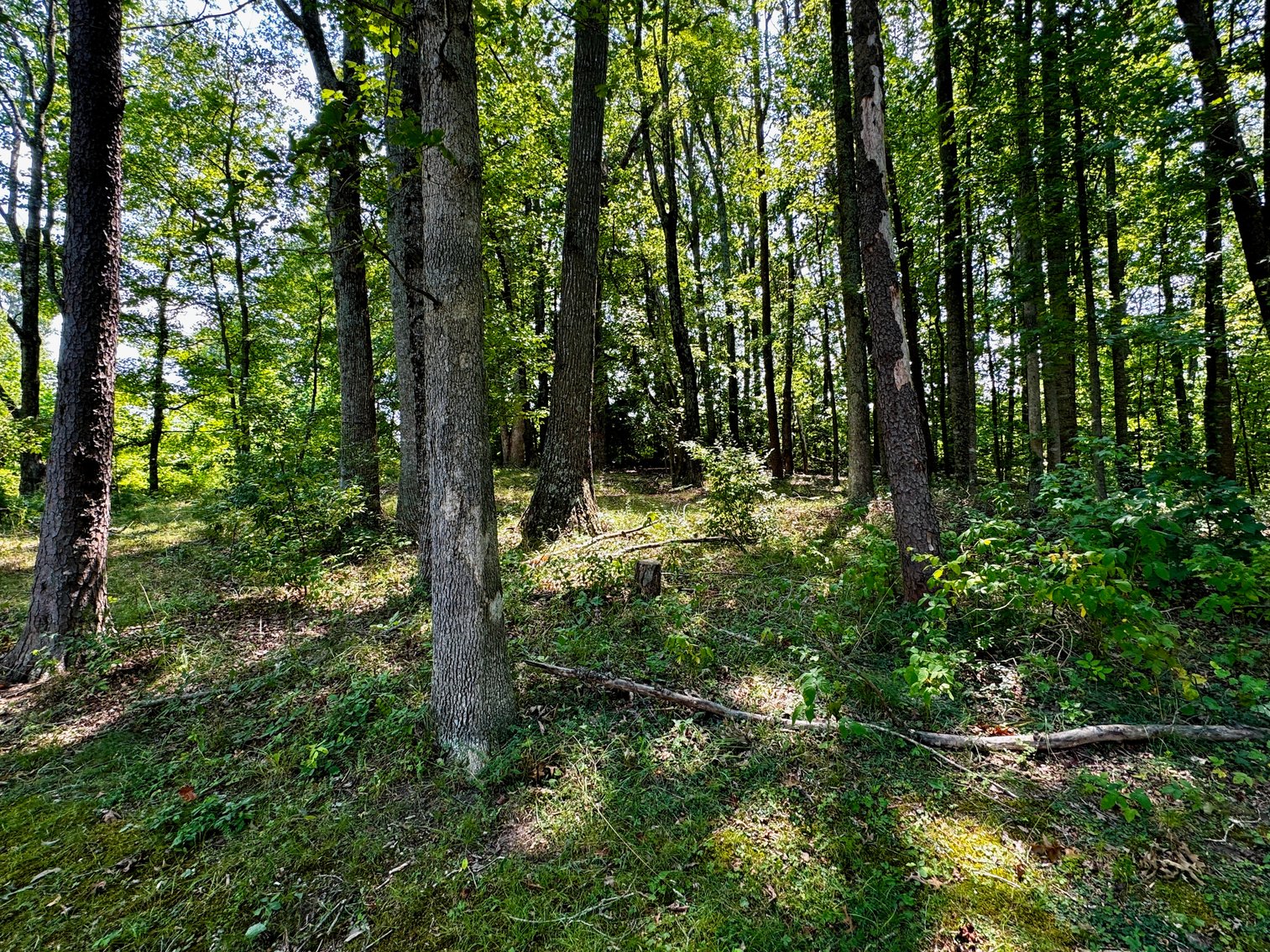 Image for 4 BR/2.5 BA Home Centrally Located in Chancellor Gardens Close to Schools & Commerce--Spotsylvania County, VA