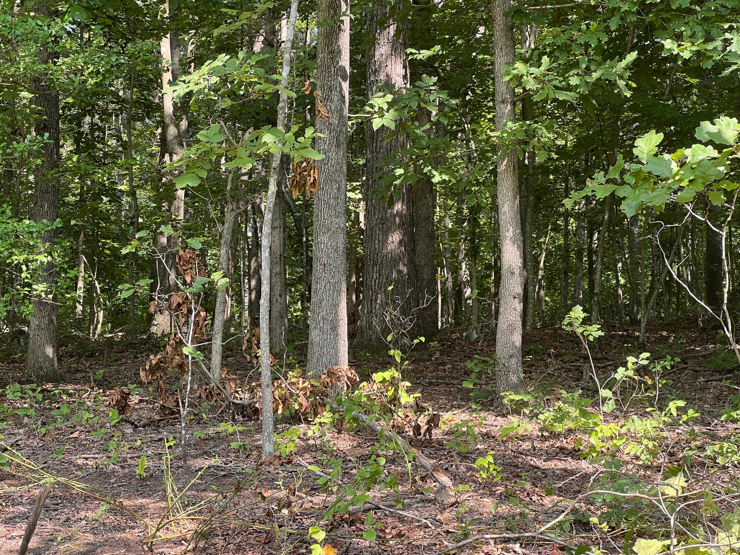 Image for 5.04 +/- Acre Wooded Land Parcel w/235' +/- of Road Frontage in Culpeper County, VA--ONLINE ONLY BIDDING!!