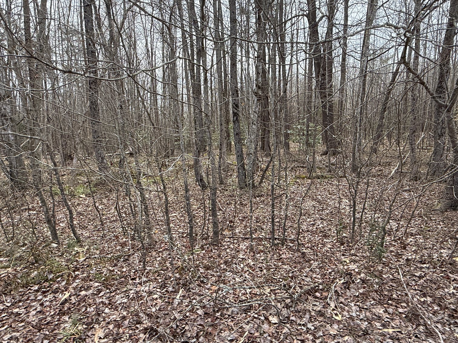 Image for 30.45 +/- Acre Estate Building Lot in Spotsylvania County, VA-- SELLING to the HIGHEST BIDDER via ONLINE ONLY BIDDING!!