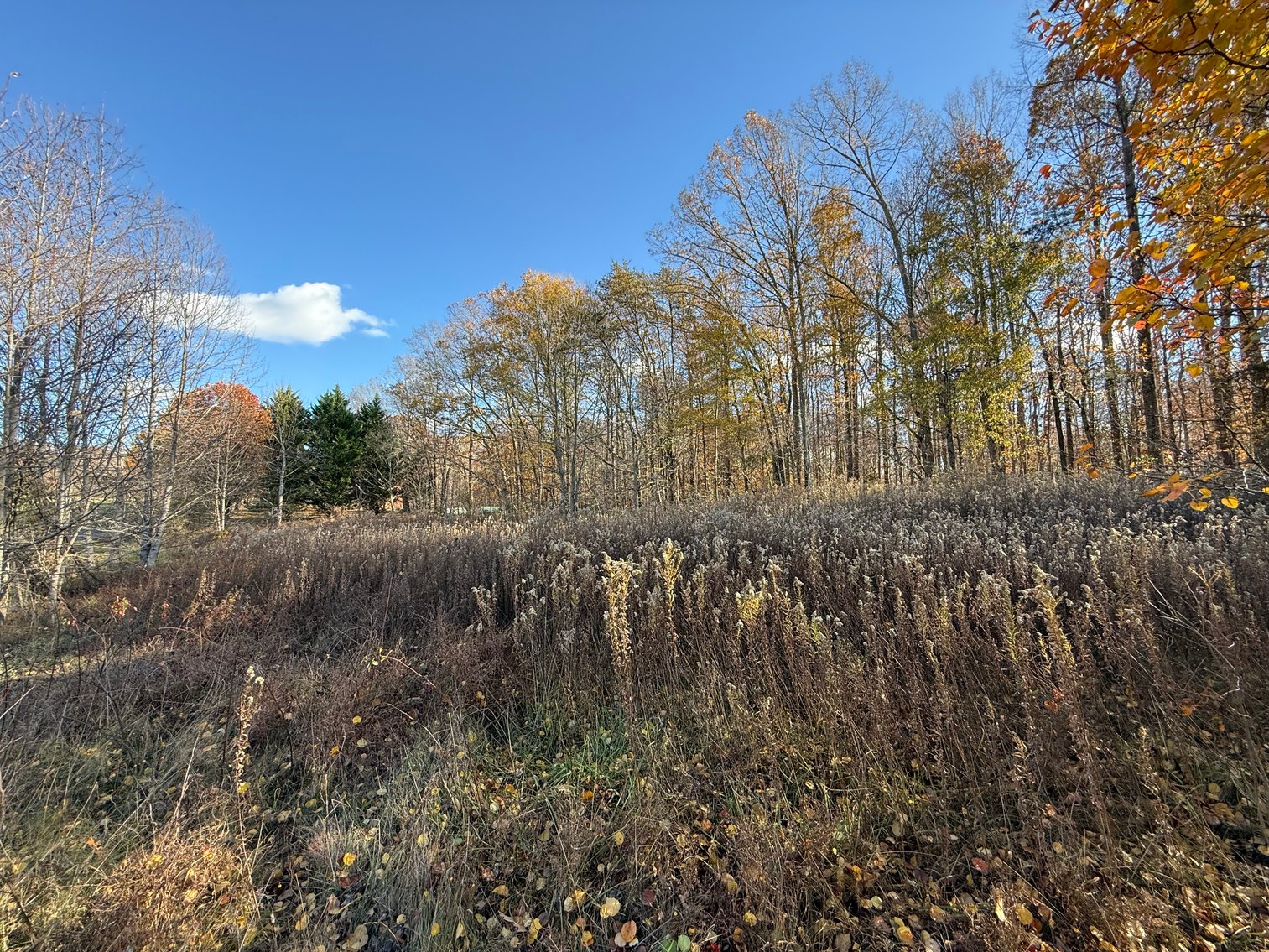 Image for 5.2 +/- Acre Mostly Wooded Building/Estate Lot in Orange County, VA--SELLING to the HIGHEST BIDDER via ONLINE ONLY BIDDING!!