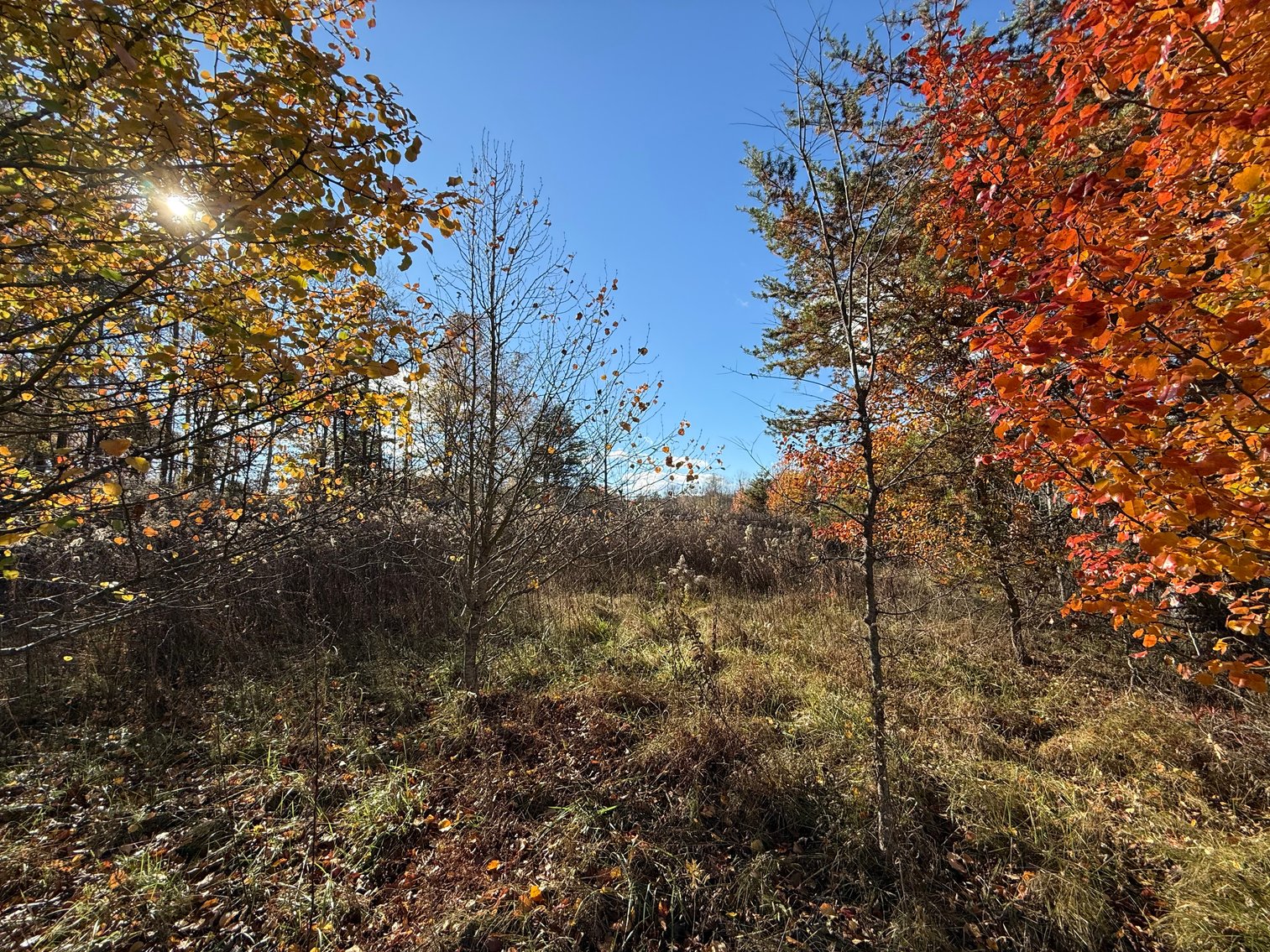 Image for 5.2 +/- Acre Mostly Wooded Building/Estate Lot in Orange County, VA--SELLING to the HIGHEST BIDDER via ONLINE ONLY BIDDING!!