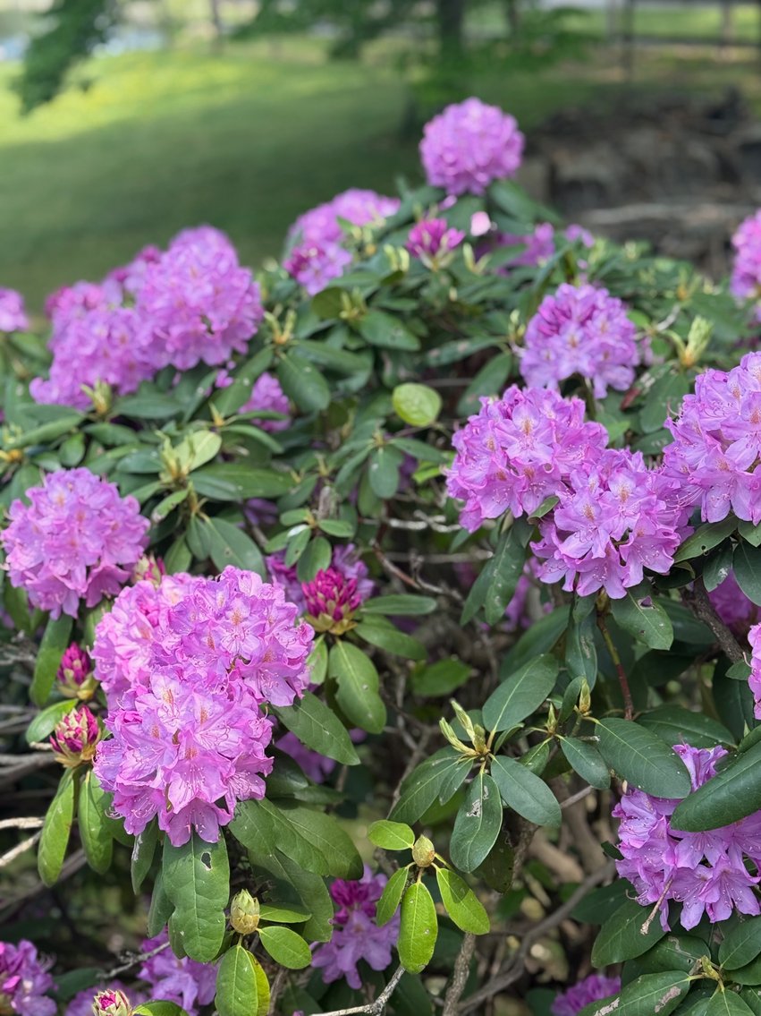 Image for 3 BR/2 BA Brick Home w/Basement Fronting Pond & Views of Mattox Creek in Colonial Beach, VA--SELLING to the HIGHEST BIDDER!!