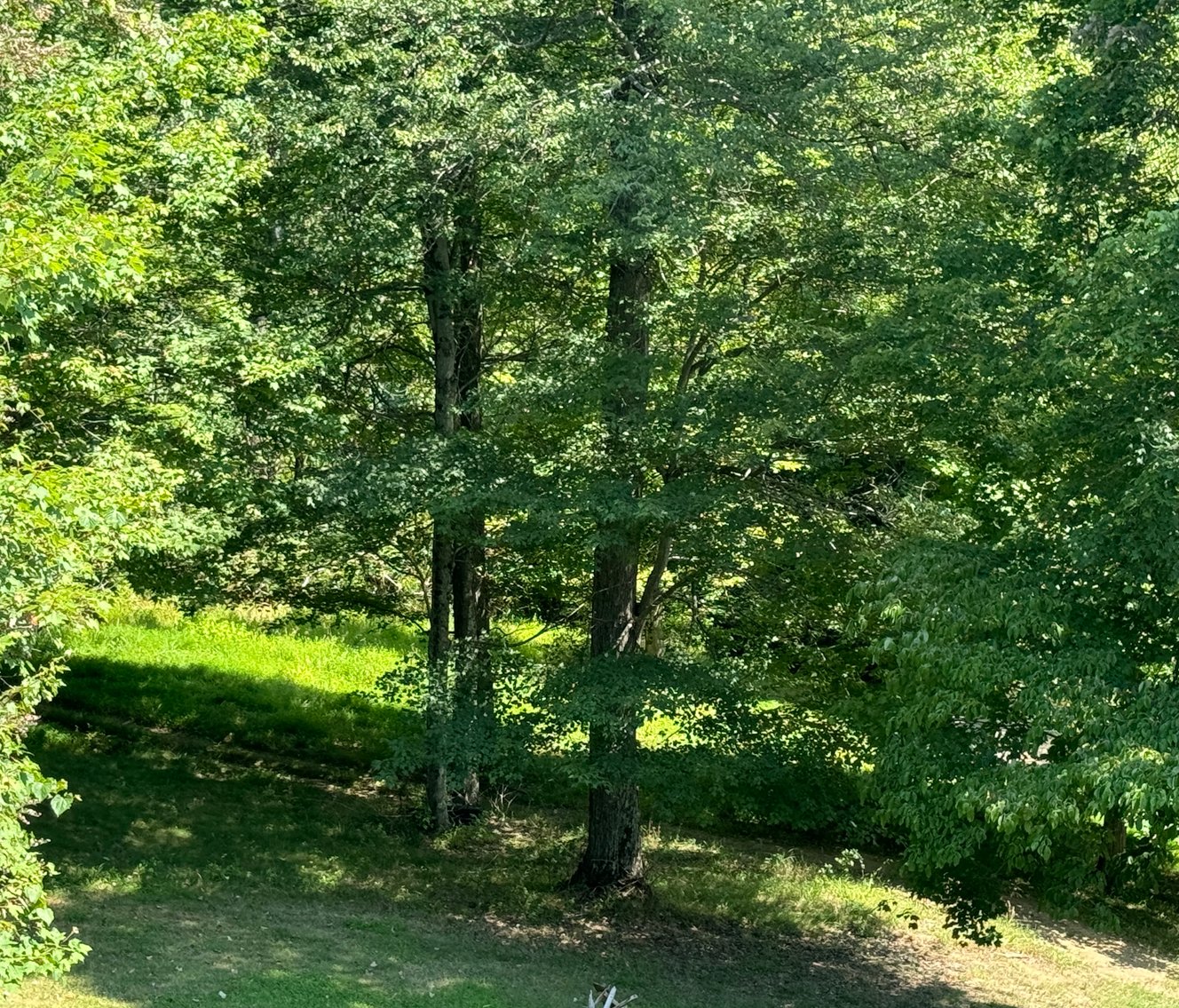 Image for 51475 Sarahsville Rd. 43779