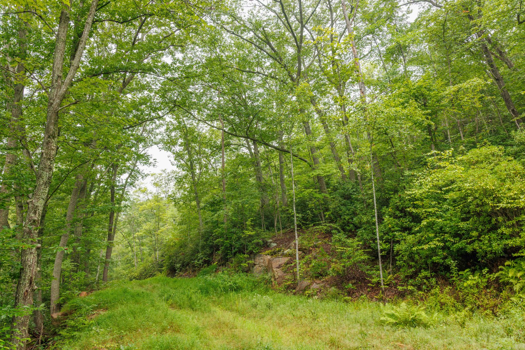 Image for For Sale Due to Bidder Default | Two Parcels Remaining! 347± Acres and 123± Acres - Buy One or Both! | Charlottesville Convenience Meets Wilderness Living | Exceptional Deer, Bear & Turkey Habitat | Appleberry Farm in Albemarle County, VA