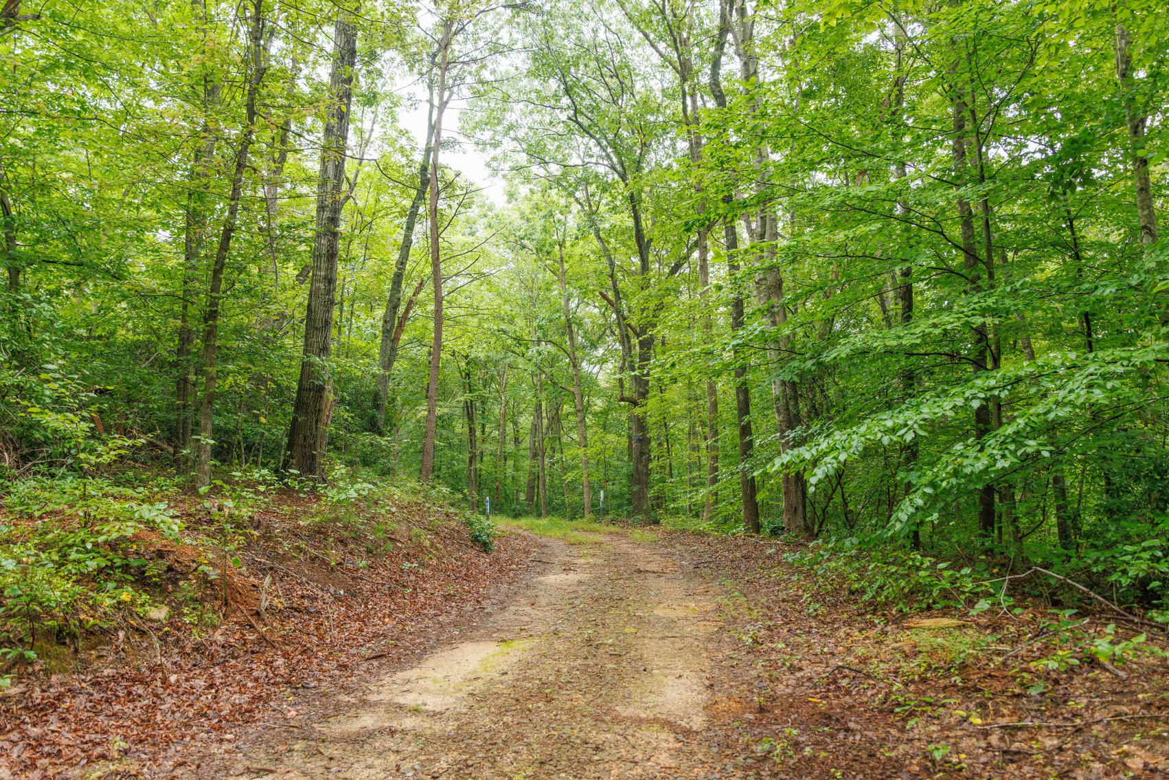 Image for For Sale Due to Bidder Default | Two Parcels Remaining! 347± Acres and 123± Acres - Buy One or Both! | Charlottesville Convenience Meets Wilderness Living | Exceptional Deer, Bear & Turkey Habitat | Appleberry Farm in Albemarle County, VA