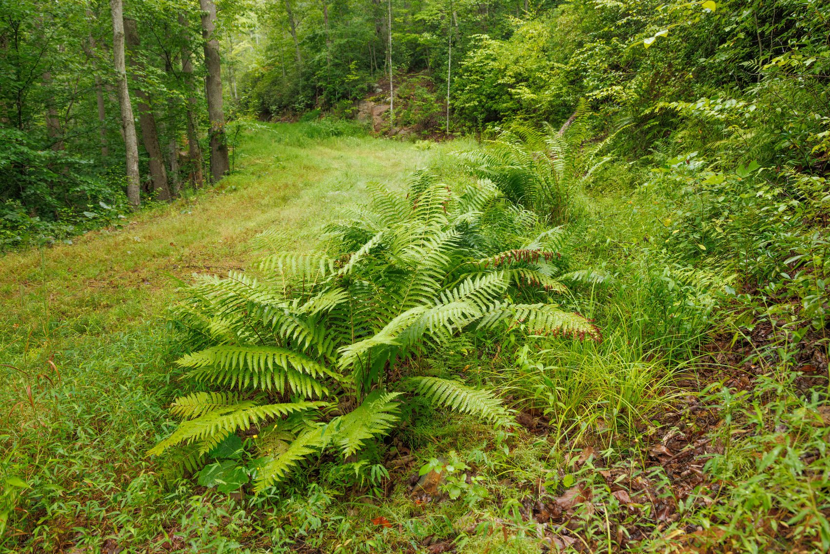 Image for For Sale Due to Bidder Default | Two Parcels Remaining! 347± Acres and 123± Acres - Buy One or Both! | Charlottesville Convenience Meets Wilderness Living | Exceptional Deer, Bear & Turkey Habitat | Appleberry Farm in Albemarle County, VA