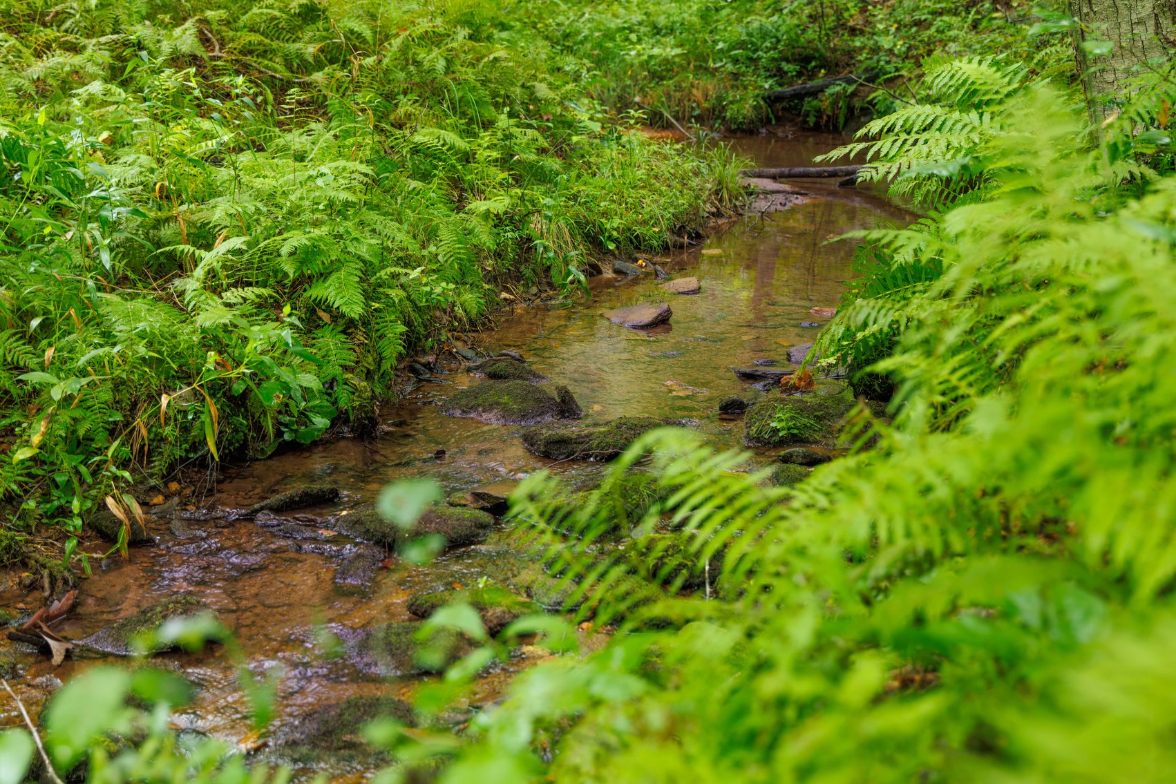 Image for For Sale Due to Bidder Default | Two Parcels Remaining! 347± Acres and 123± Acres - Buy One or Both! | Charlottesville Convenience Meets Wilderness Living | Exceptional Deer, Bear & Turkey Habitat | Appleberry Farm in Albemarle County, VA