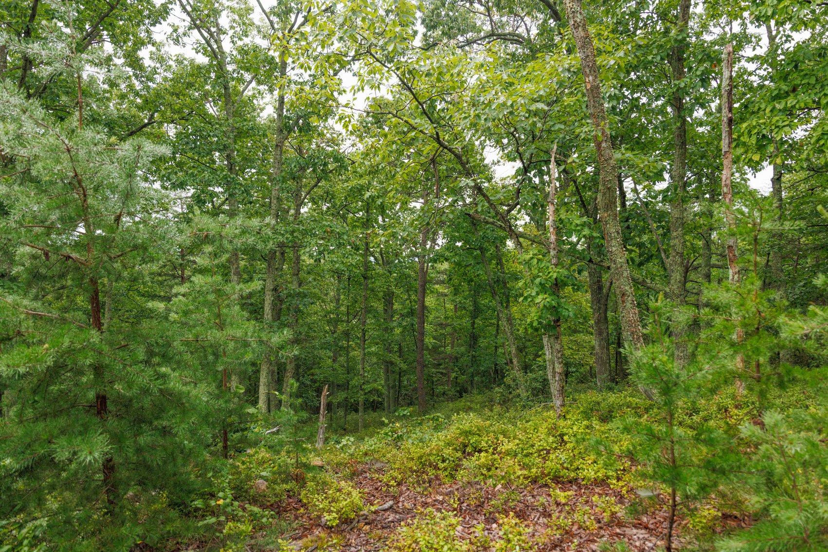 Image for For Sale Due to Bidder Default | Two Parcels Remaining! 347± Acres and 123± Acres - Buy One or Both! | Charlottesville Convenience Meets Wilderness Living | Exceptional Deer, Bear & Turkey Habitat | Appleberry Farm in Albemarle County, VA