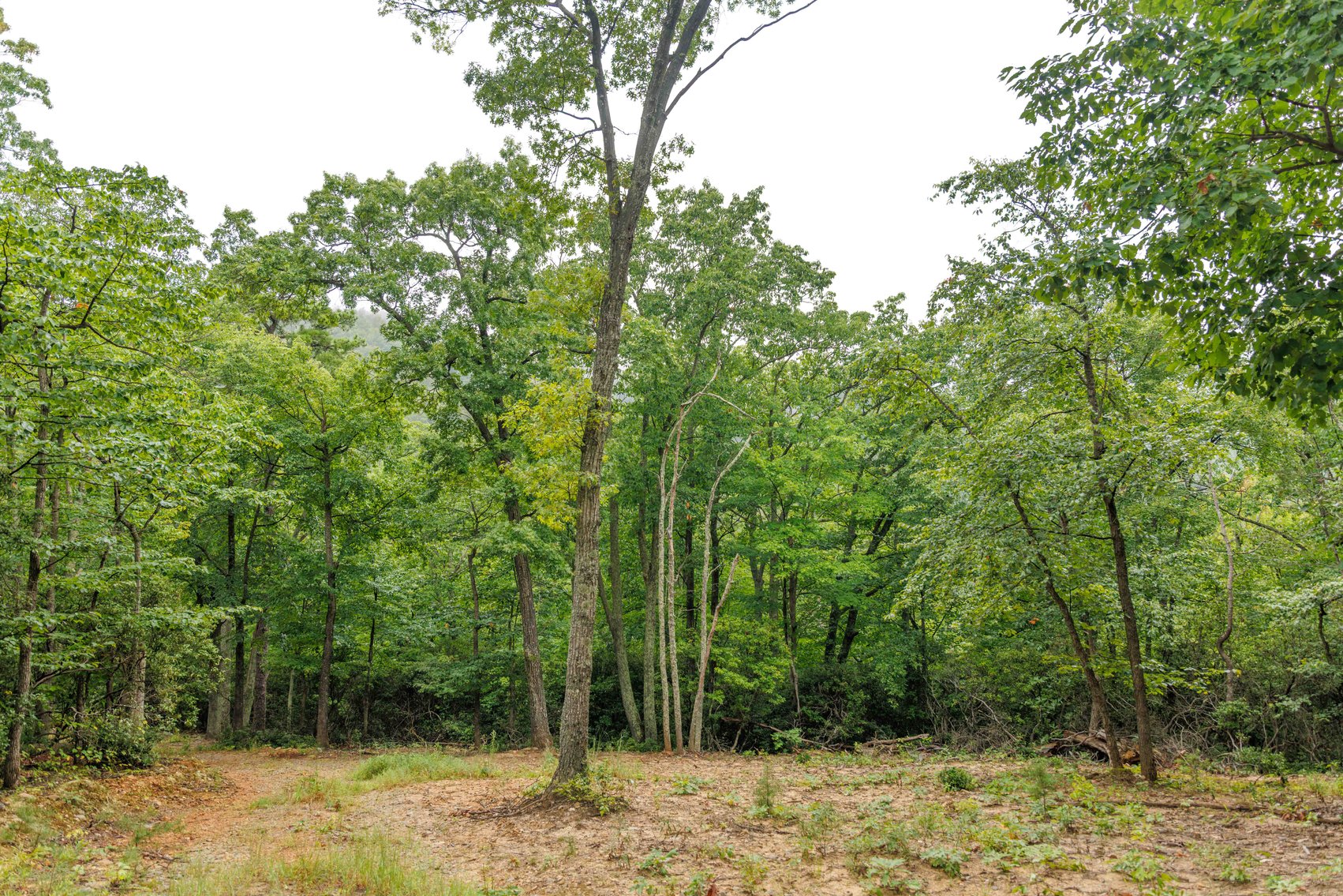 Image for For Sale Due to Bidder Default | Two Parcels Remaining! 347± Acres and 123± Acres - Buy One or Both! | Charlottesville Convenience Meets Wilderness Living | Exceptional Deer, Bear & Turkey Habitat | Appleberry Farm in Albemarle County, VA