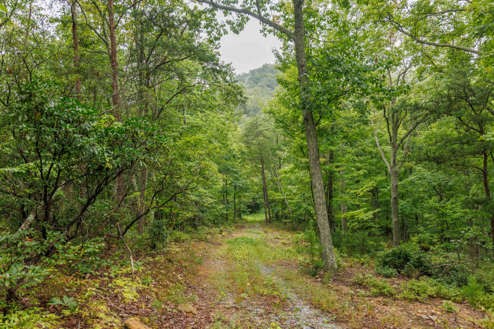 Image for For Sale Due to Bidder Default | Two Parcels Remaining! 347± Acres and 123± Acres - Buy One or Both! | Charlottesville Convenience Meets Wilderness Living | Exceptional Deer, Bear & Turkey Habitat | Appleberry Farm in Albemarle County, VA