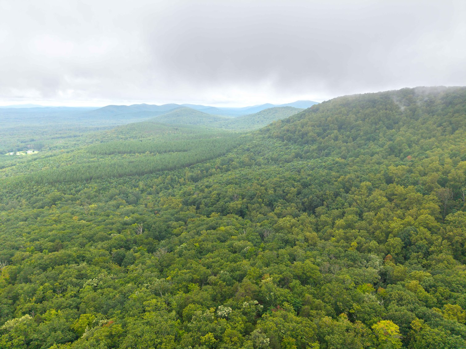 Image for For Sale Due to Bidder Default | Two Parcels Remaining! 347± Acres and 123± Acres - Buy One or Both! | Charlottesville Convenience Meets Wilderness Living | Exceptional Deer, Bear & Turkey Habitat | Appleberry Farm in Albemarle County, VA